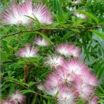Calliandra surinamensis "Dixie Pink" Calliandra surinamensis "Dixie Pink"