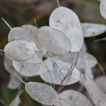 Lunaria annua Lunaria annua