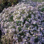 Aster ageratoides 'Eleven Purple' Aster ageratoides 'Eleven Purple'