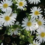 Aster ageratoides 'Starshine' Aster ageratoides 'Starshine'