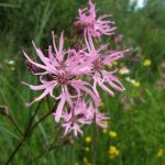 Lychnis flos-cuculi Lychnis flos-cuculi