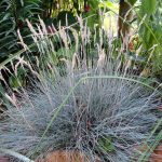Festuca glauca 'Uchte' Festuca glauca 'Uchte'