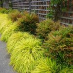 Hakonechloa macra 'All Gold' Hakonechloa macra 'All Gold'