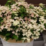 Hydrangea paniculata 'Switch Ophelia' Hydrangea paniculata 'Switch Ophelia'