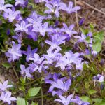 Campanula poscharskyana Campanula poscharskyana