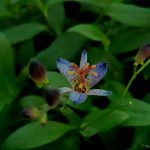 Tricyrtis 'Seiryu' Tricyrtis 'Seiryu'