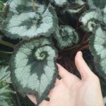 Begonia 'Escargot' Begonia 'Escargot'