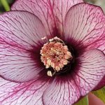 Helleborus 'Magic Picotee' Helleborus 'Magic Picotee'