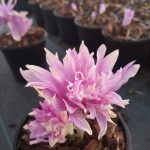 Colchicum autumnale 'Water Lily' Colchicum autumnale 'Water Lily'
