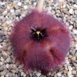 Stapelia obducta Stapelia obducta