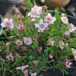 Oxalis versicolor 'Double Pink Wonder' Oxalis versicolor 'Double Pink Wonder'