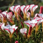 Oxalis versicolor Oxalis versicolor
