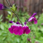 Salvia microphylla 'Amethyst Lips' Salvia microphylla 'Amethyst Lips'
