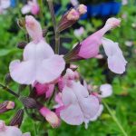 Salvia microphylla ‘Delice Fiona’ Salvia microphylla ‘Delice Fiona’