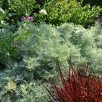 Artemisia ‘Powis Castle’ Artemisia ‘Powis Castle’