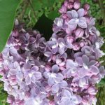 Syringa vulgaris 'Président Grévy' Syringa vulgaris 'Président Grévy'