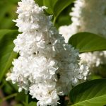 Syringa vulgaris 'Madame Lemoine' Syringa vulgaris 'Madame Lemoine'