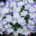 Campanula portenschlagiana 'Fancy Mee' Campanula portenschlagiana 'Fancy Mee'
