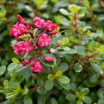 Escallonia nana 'Red Dream' Escallonia nana 'Red Dream'