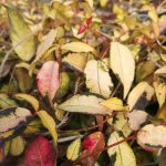 Trachelospermum asiaticum 'Summer Sunset' Trachelospermum asiaticum 'Summer Sunset'