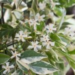 Trachelospermum asiaticum 'Nagaba' Trachelospermum asiaticum 'Nagaba'