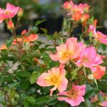 Rosa 'Happy Chappy' Rosa 'Happy Chappy'