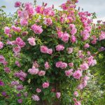 Rosa ‘Madame Grégoire Staechelin’ Rosa ‘Madame Grégoire Staechelin’
