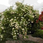 Rosa ‘Goldfinch’ Rosa ‘Goldfinch’