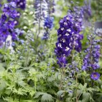 Delphinium elatum 'Magic Fountains Dark Blue' Delphinium elatum 'Magic Fountains Dark Blue'