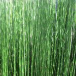 Equisetum hyemale "Thin Spear" Equisetum hyemale "Thin Spear"