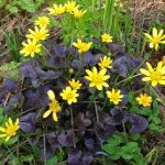 Ranunculus ficaria 'Brazen Hussy' Ranunculus ficaria 'Brazen Hussy'