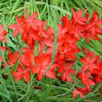 Schizostylis coccinea 'Major' (sin. Hesperantha) Schizostylis coccinea 'Major' (sin. Hesperantha)