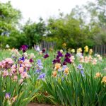 Iris germanica, Iris pumila (mix) Iris germanica, Iris pumila (mix)