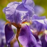 Iris germanica Iris germanica