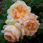 Rosa 'Apricot Sky' Rosa 'Apricot Sky'