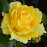 Rosa 'Rimosa' (sin. 'Gold Bunny') Rosa 'Rimosa'