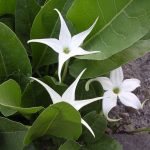 Jaborosa integrifolia Jaborosa integrifolia