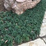 Ophiopogon ohwii "Chaboroo" Ophiopogon ohwii "Chaboroo"