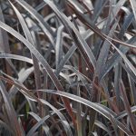 Phormium "Back in Black" Phormium "Back in Black"