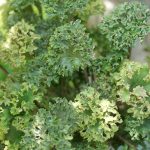 Farfugium japonicum 'Shishi Botan' Farfugium japonicum 'Shishi Botan'