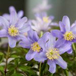 Anemone nemorosa 'Royal Blue' Anemone nemorosa 'Royal Blue'