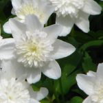 Anemone nemorosa "Vestal" Anemone nemorosa "Vestal"