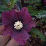 Helleborus 'Anemone Red' Helleborus 'Anemone Red'