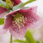 Helleborus 'Pink Speckled' Helleborus 'Pink Speckled'
