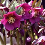 Helleborus 'Hello Red' Helleborus 'Hello Red'