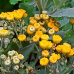 Tanacetum balsamita (Erba di San Pietro) Tanacetum balsamita (Erba di San Pietro)
