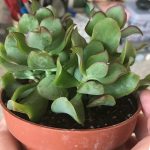 Crassula arborescens "Undulatifolia" Crassula arborescens "Undulatifolia"