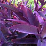 Tradescantia pallida