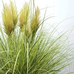 Cortaderia 'Golden Goblin' Cortaderia 'Golden Goblin'