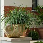 Carex morrowii 'Ice Dance' Carex morrowii 'Ice Dance'